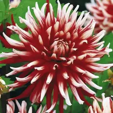 Георгина Фриколе