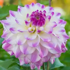 Георгина Хапет Блю Айс