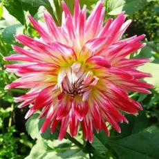 Георгина Ча Ча