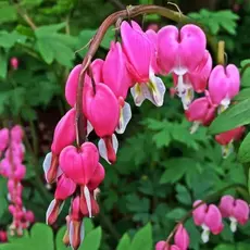 Дицентра великолепная Пинк