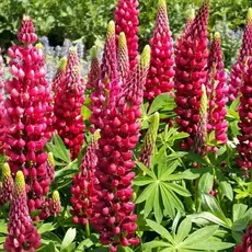 Люпин Май Кастл