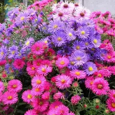 Астра микс сортов