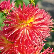 Георгина Айтара Бронвин