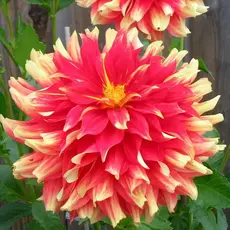 Георгина Бодашес