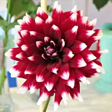 Георгина Дуэт