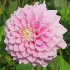 Георгина Свит Лав