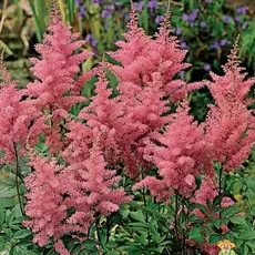 Астильба Глория