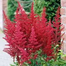 Астильба Радиус