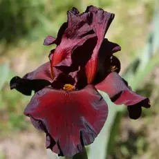 Ирис бородатый Чиф Ванкешу