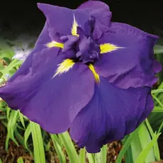 Ирис мечевидный Пёпл Парасол