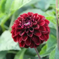 Георгина Дарк Спирит