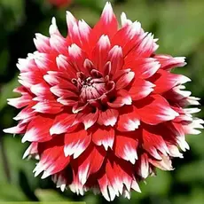 Георгина Дабл Жу