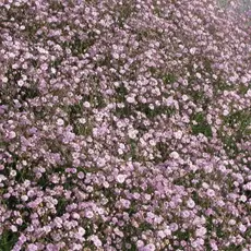 Гипсофила Паникулята Роуз