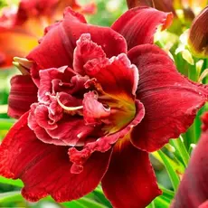 Лилейник Дабл Рэд Роял