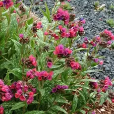 Медуница Расберри Сплэш