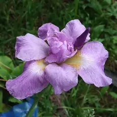 Ирис сибирский Кита Но Сейдза