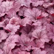 Гейхера Джорджия Плам