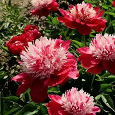 Пион молочноцветковый Нелли Сейлор