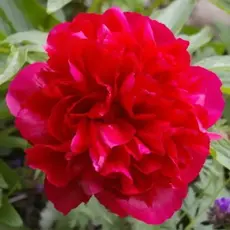 Пион молочноцветковый Рубра Плена