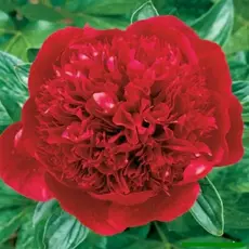 Пион молочноцветковый Ред Мэджик