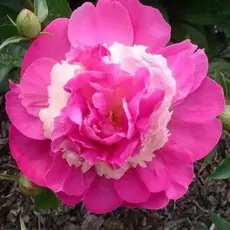 Пион молочноцветковый Пинк Камео