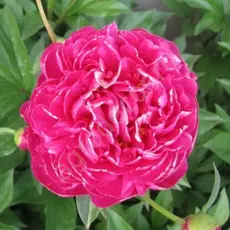 Пион молочноцветковый Бушела