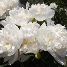 Пион молочноцветковый Дюшес де Немур