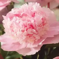 Пион молочноцветковый Эденс Парфюм