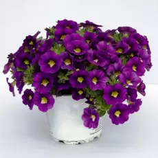 Калибрахоа в ассортименте