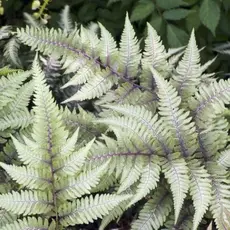 Папоротник Кочедыжник японский Пиктум