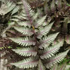 Папоротник Кочедыжник японский Ред Бьюти