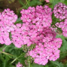 Тысячелистник обыкновенный Лилак Бьюти