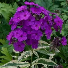 Флокс метельчатый Арлекин