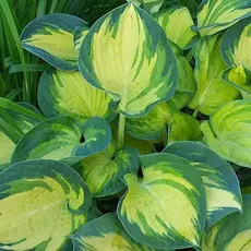 Хоста Бич Бой