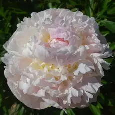 Пион молочноцветковый Блаш Квин