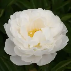 Пион молочноцветковый Гардения