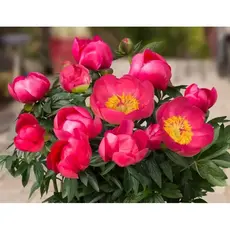 Пион молочноцветковый Осло