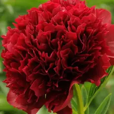 Пион молочноцветковый Ред Дабл