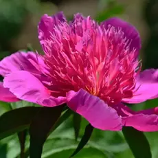 Пион молочноцветковый Ред Спайдер