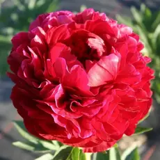 Пион молочноцветковый Генри Бокстос