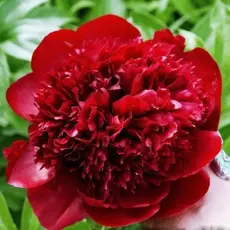 Пион молочноцветковый Ред Чарм