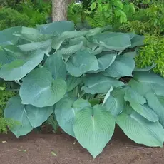 Хоста Джурасик Парк