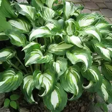 Хоста Унивитата