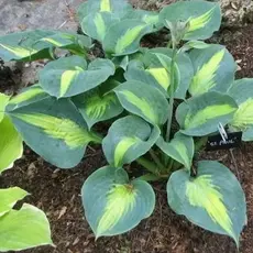 Хоста Сейнт Пол