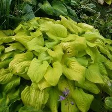 Хоста Тортилла Чип