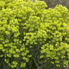 Молочай Ред Винг