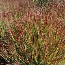 Просо прутьевидное Ротштральбуш