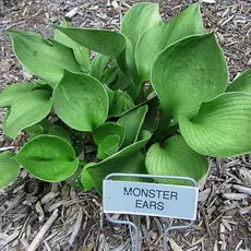 Хоста Монстр Ирс