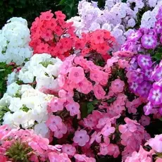 Флокс метельчатый микс