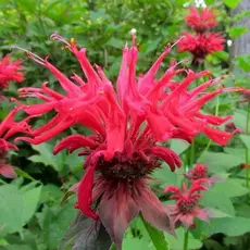 Монарда гибридная Гадэнвью Скарлет